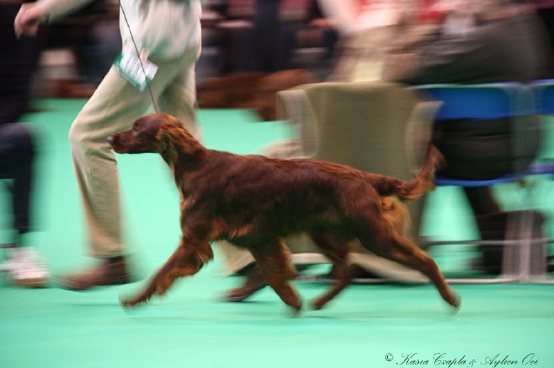 Crufts2011 126.jpg